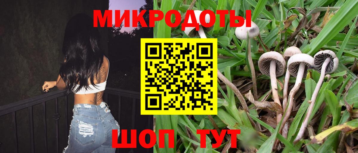 Торжок  Псилоцибиновые грибы Psilocybine cubensis  Вход с VPN 